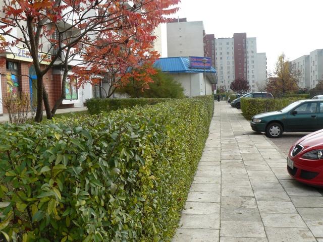 Długi, równo przycięty żywopłot oddzielający chodnik od parkingu z samochodami na tle bloków mieszkalnych.